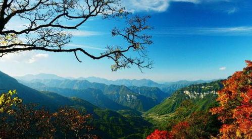 重阳登高摘挂枝,挂枝祈福，传承千年民俗文化